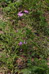 Thickleaf phlox